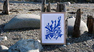 Framed blue seaweed print on the beach in North Wales