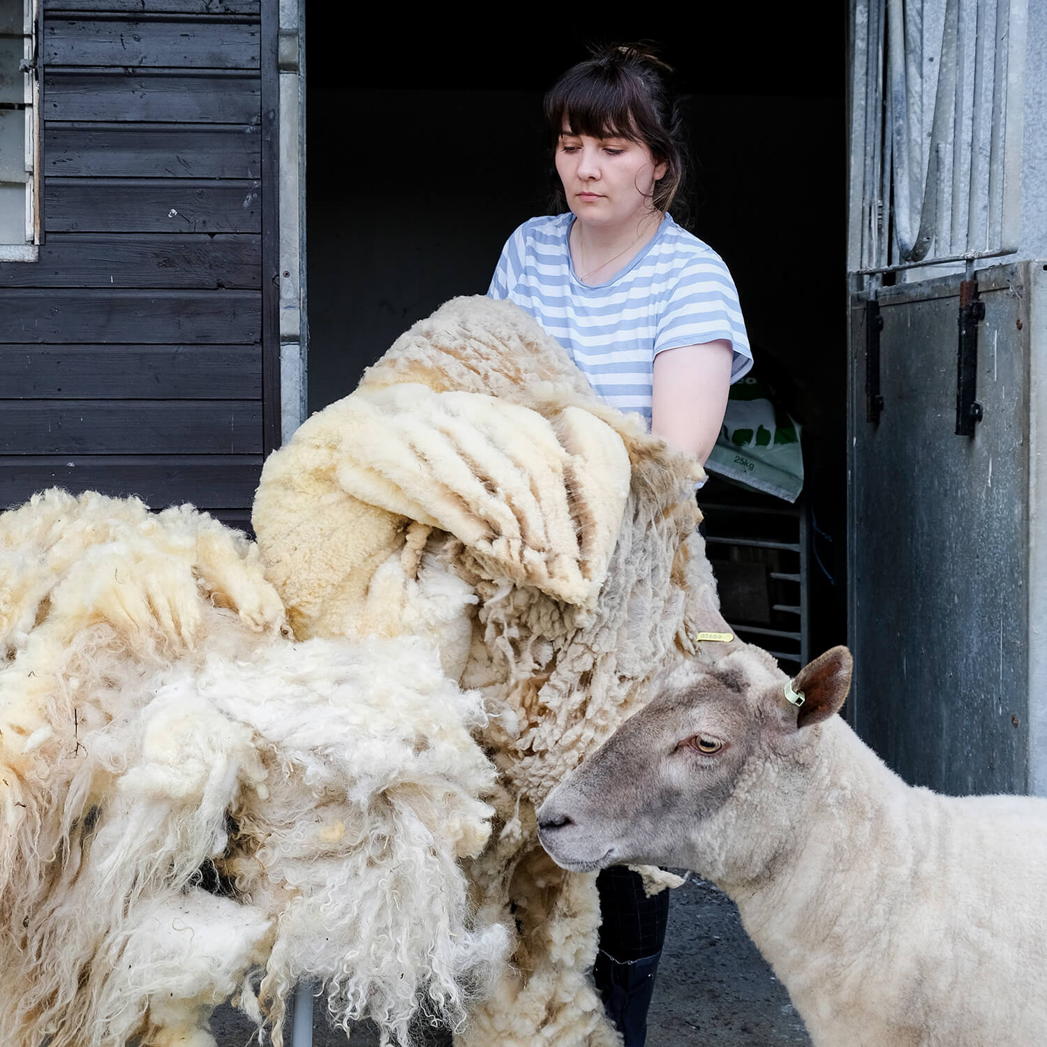 Woman shearing a sheep in a barn setting