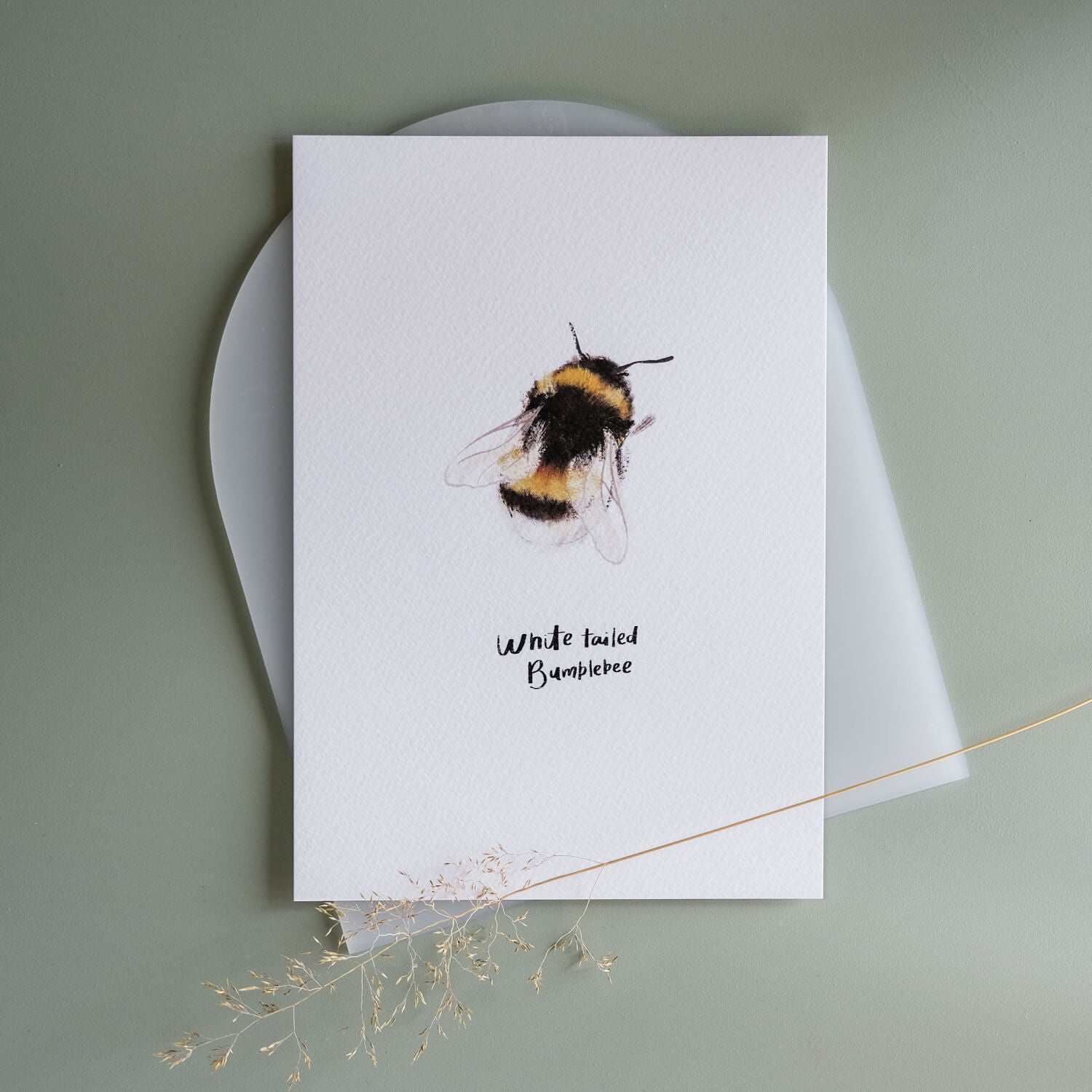 White Tailed Bumble Bee Print - The Moonlit Press